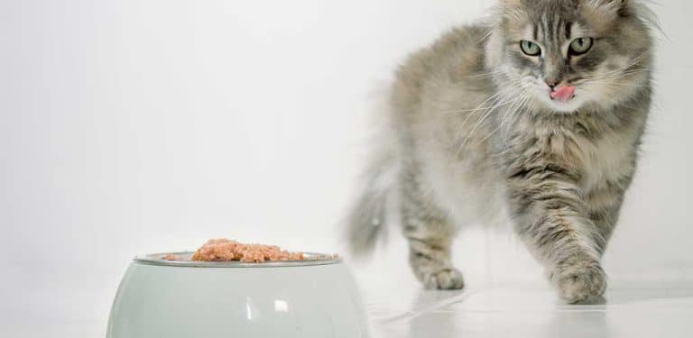 Katze steht vor Futternapf und leckt sich mit der Zunge über den Mund