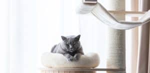 Katze liegt auf Luxus-Kratzbaum