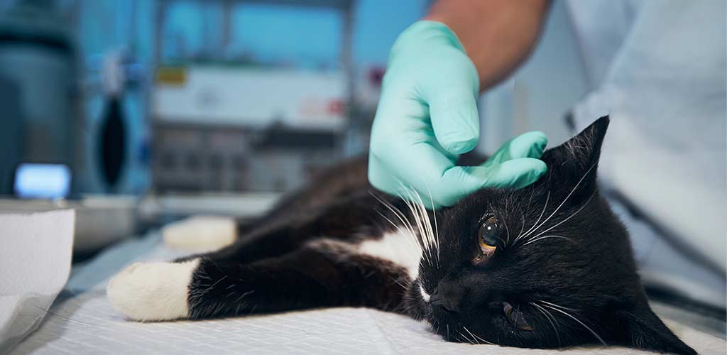 Schwarz weiße Katze liegt auch Behandlungstisch beim Tierarzt