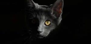 Asian Katze im Dunkeln
