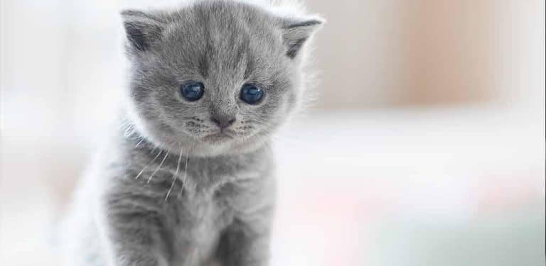 Britisch Kurzhaar Kitten schaut ganz süß