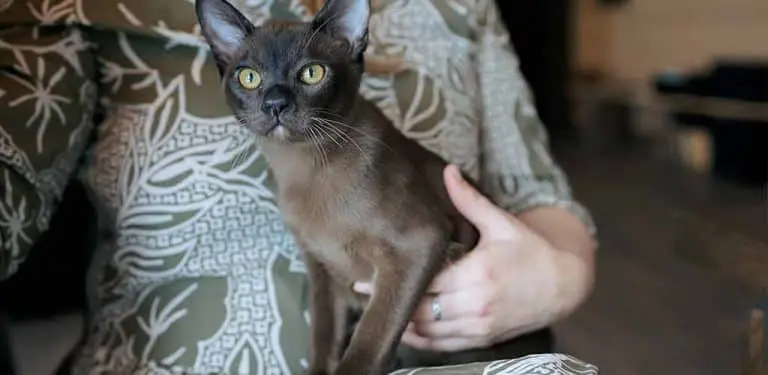 Burma Katze bei Frau auf dem Schoß