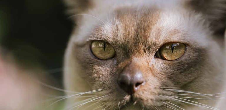 Gesicht und Blick einer Burma Katze