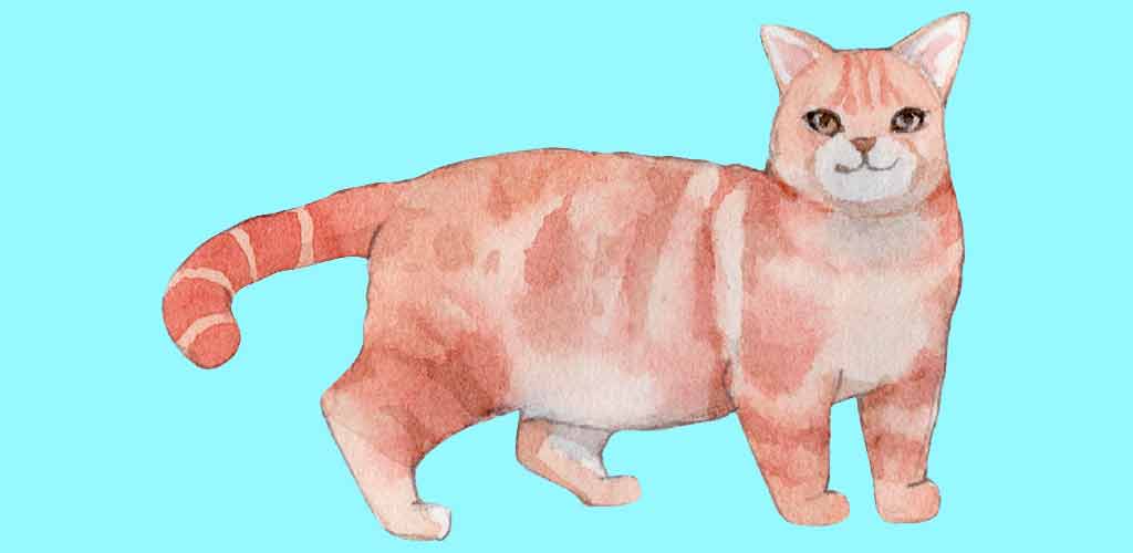 Illustration einer American Wirehair