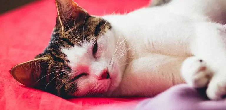 American Wirehair schläft auf dem Bett