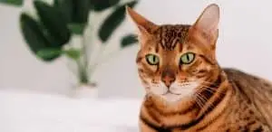 Bengalkatze mit Blick nach vorne