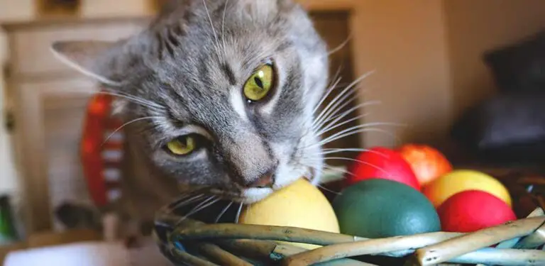 Katze beißt in Ei