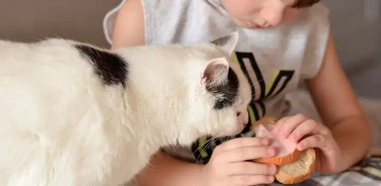 Junge hält Katze Wurstbrot vor die Nase
