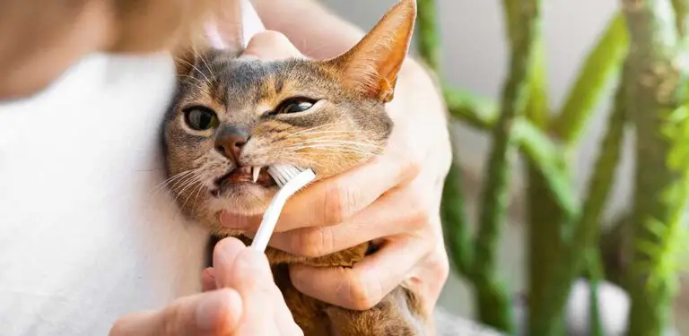Frauchen putzt Katze die Zähne