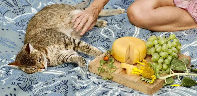 Katze liegt auf Decke vor einem Käse