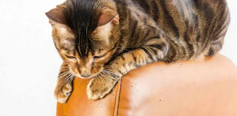 Katze sitzt auf der Lehne eines zerkratzten Stuhls