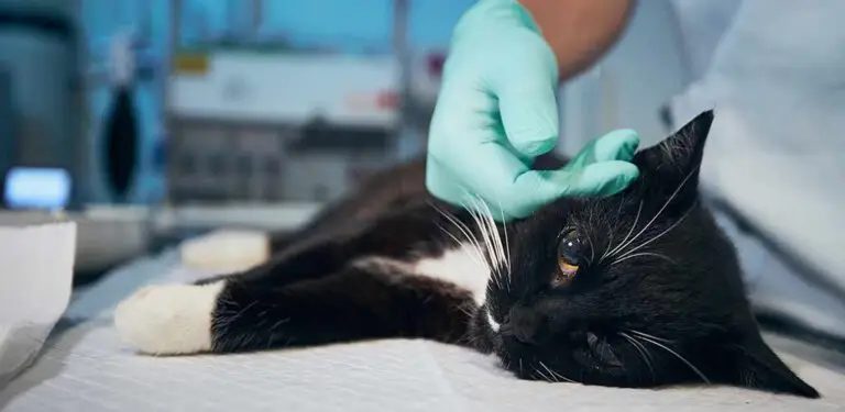 Katze liegt auf dem Tisch in einer TIerklinik